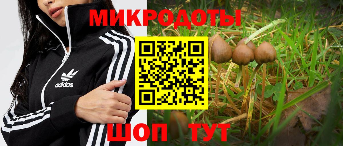 Псилоцибиновые грибы Psilocybe Удомля